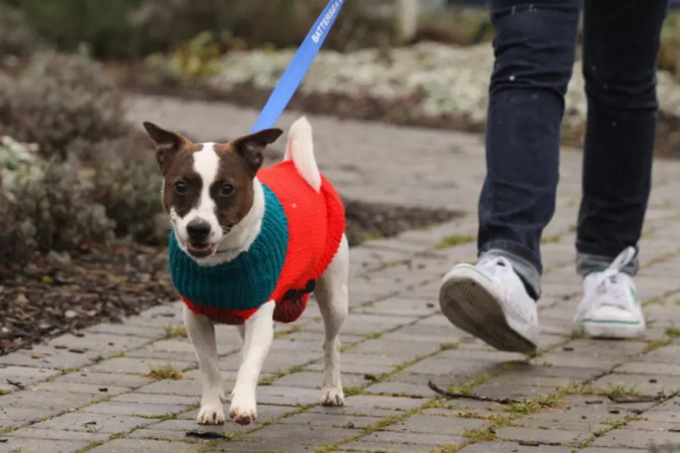 Free Exams to Pets in Need in Northern Colorado