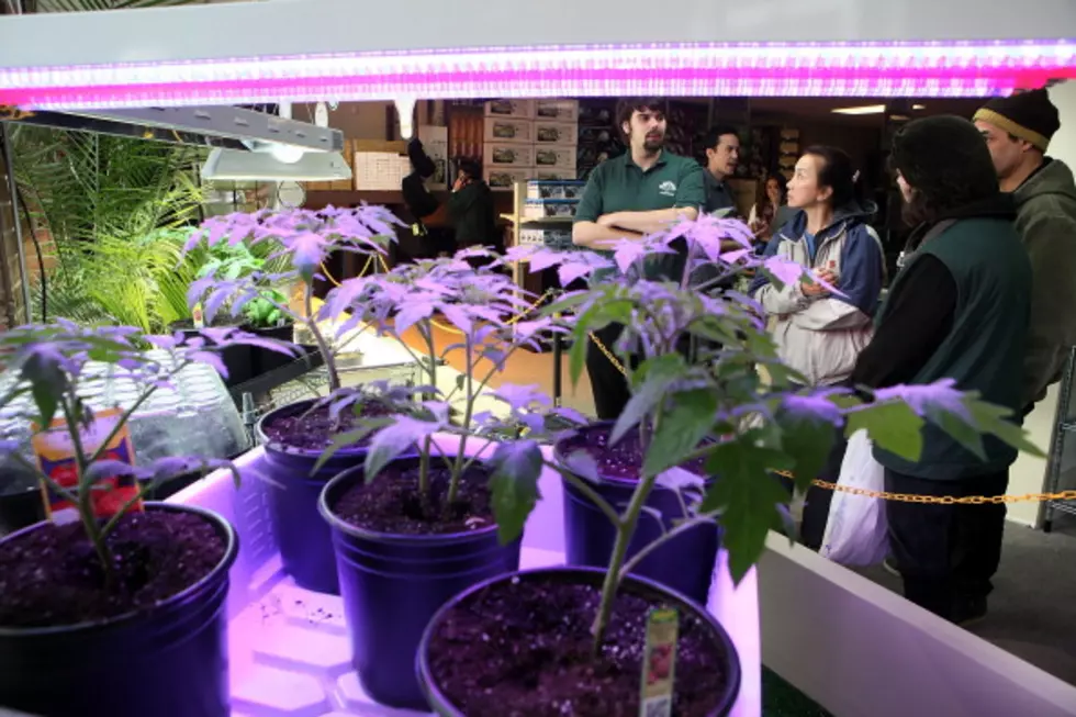 DIY Marijuana Grow Facility Coming Soon to Fort Collins
