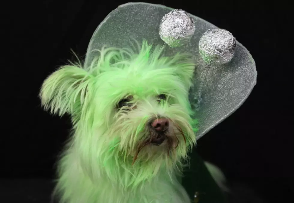 Candy Crawl and Pet Costume Contest at the Fort Collins Marketplace on Oct. 29