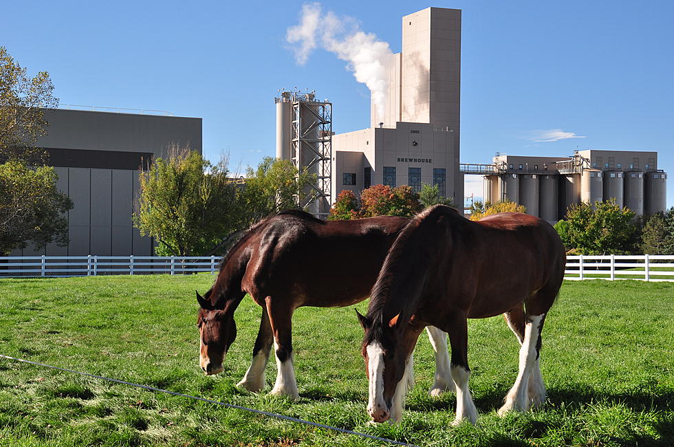 Budweiser Clydesdales Back in Fort Collins This Month