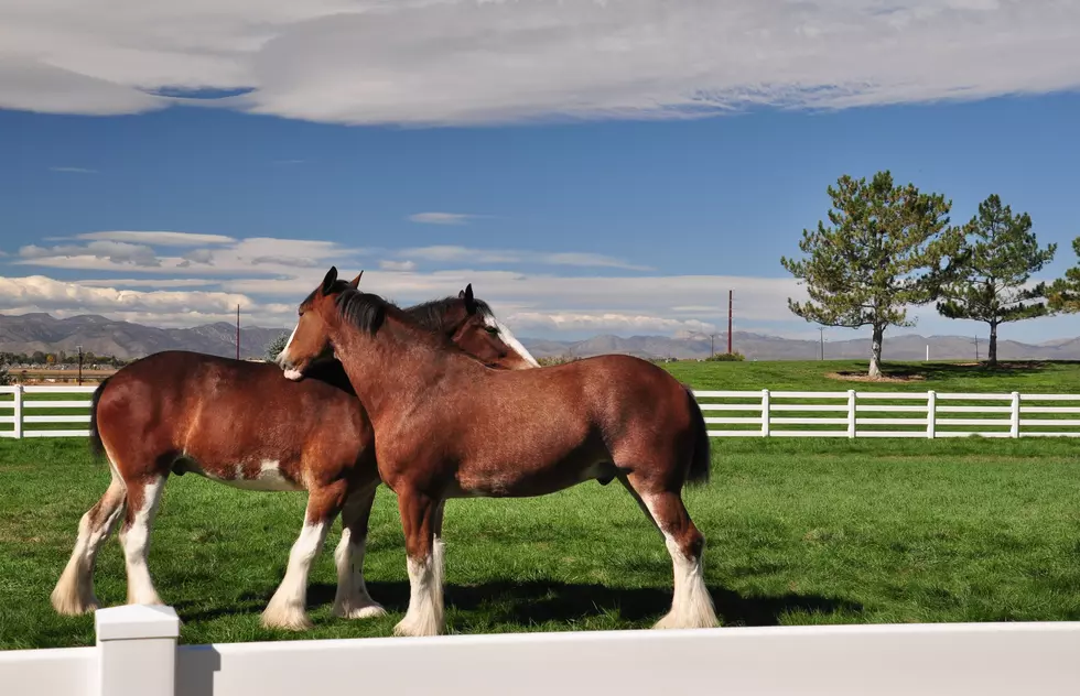 Budweiser's Backyard Includes Clydesdales at Fort Collins Brewery