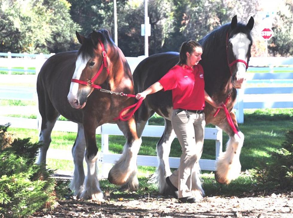 Budweiser Clydesdales at Fort Collins Brewery &#038; Tour Center [PICTURES]