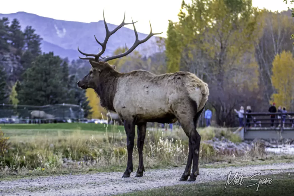Elk Cause Traffic Jam in Beautiful Estes Park [VIDEO]