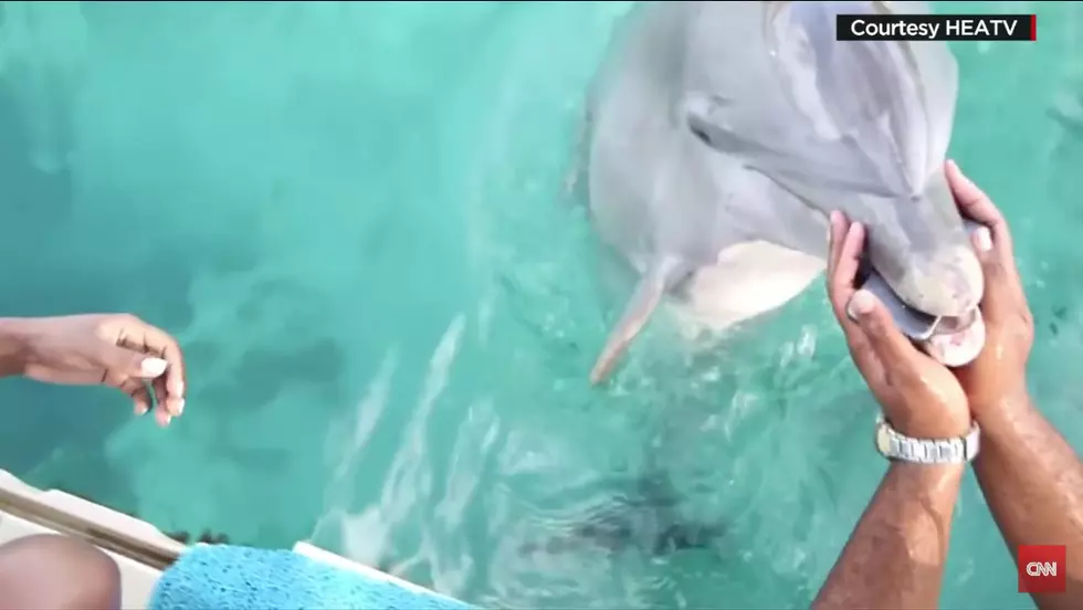 Dolphin Retrieves iPhone After It Sinks Into The Ocean [VIDEO]