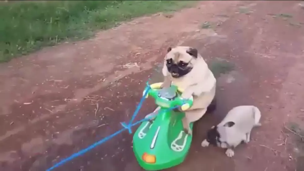 Pug Riding A Jet Ski Is The Cutest Thing You’ll See All Day [VIDEO]