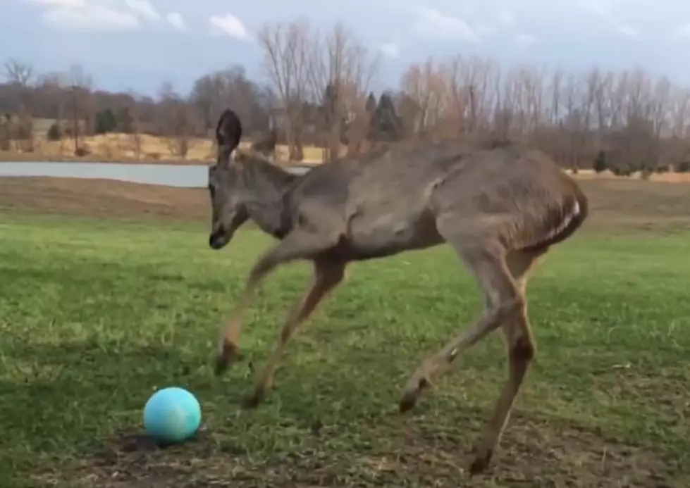 Goofy Baby Deer Can’t Figure Out How To Play With A Ball [VIDEO]