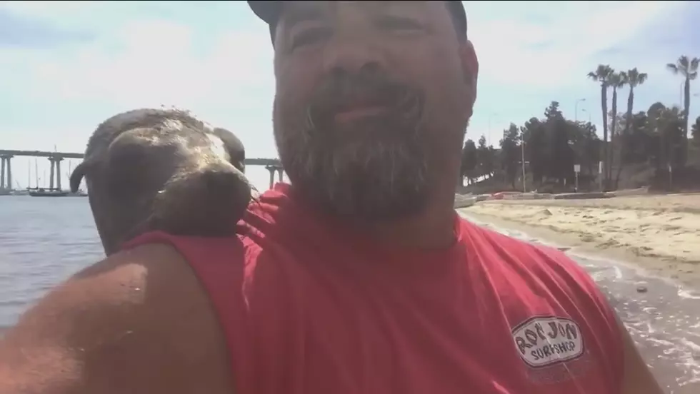 Adorable Sea Lion Shows Man Some Marine Mammal Love [VIDEO]