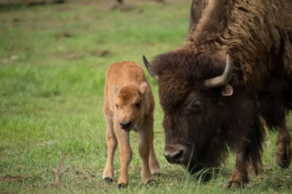 Fort Collins Brewery Creates Ale to Support CSU Bison Herd