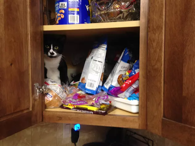 I Couldn&#8217;t Find My Cat Until I Checked the Cupboard [VIDEO]