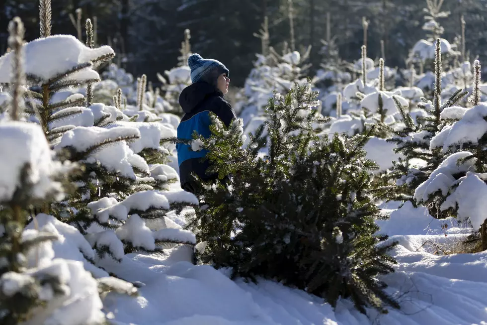 4th Graders Get Free Christmas Tree in Colorado National Forests