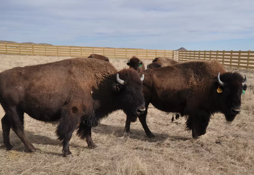 Eight New Bison Join the Northern Colorado Herd
