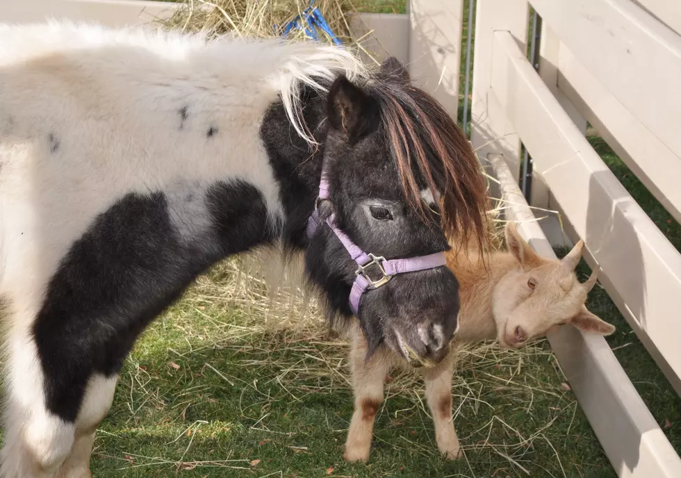 Mini Goats Will Soon Be Considered Pets in One Colorado City
