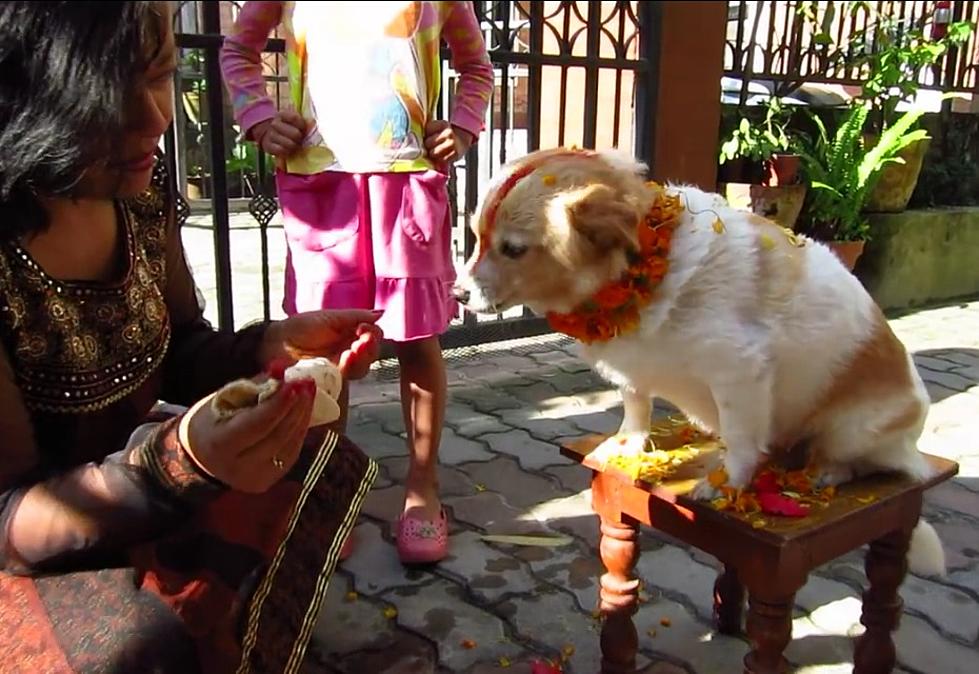 Festival Thanks Dogs for Being Man&#8217;s Best Friend [VIDEO]
