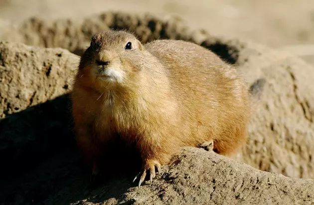 Plague Suspected in Dead Prairie Dog in Larimer County