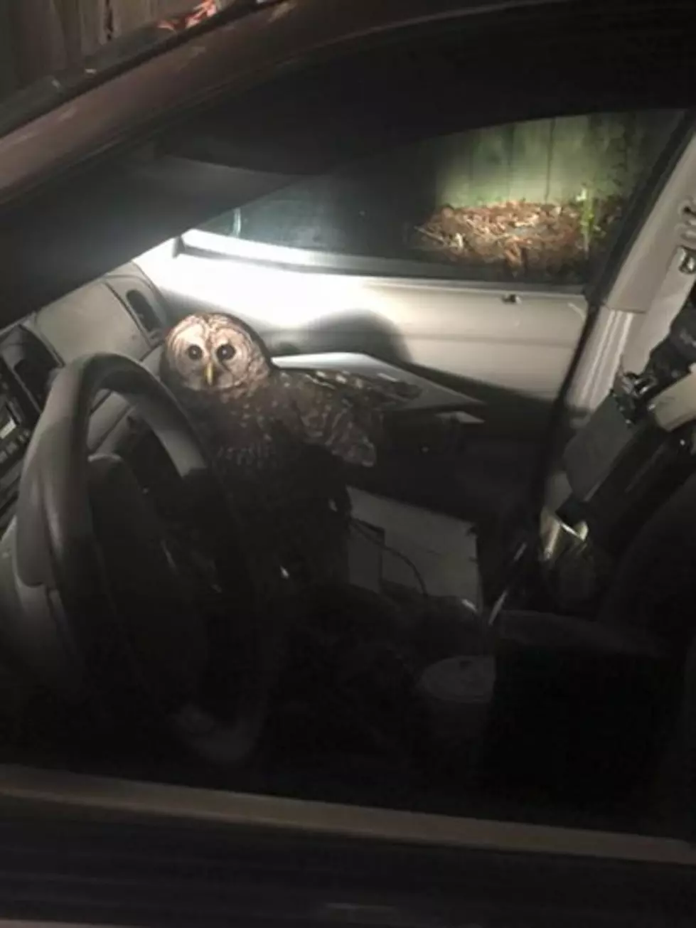 Police Officer Crashes Car After Owl Attacks His Head