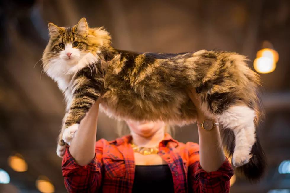 Siberian Town Wants Cat to be Their Mayor