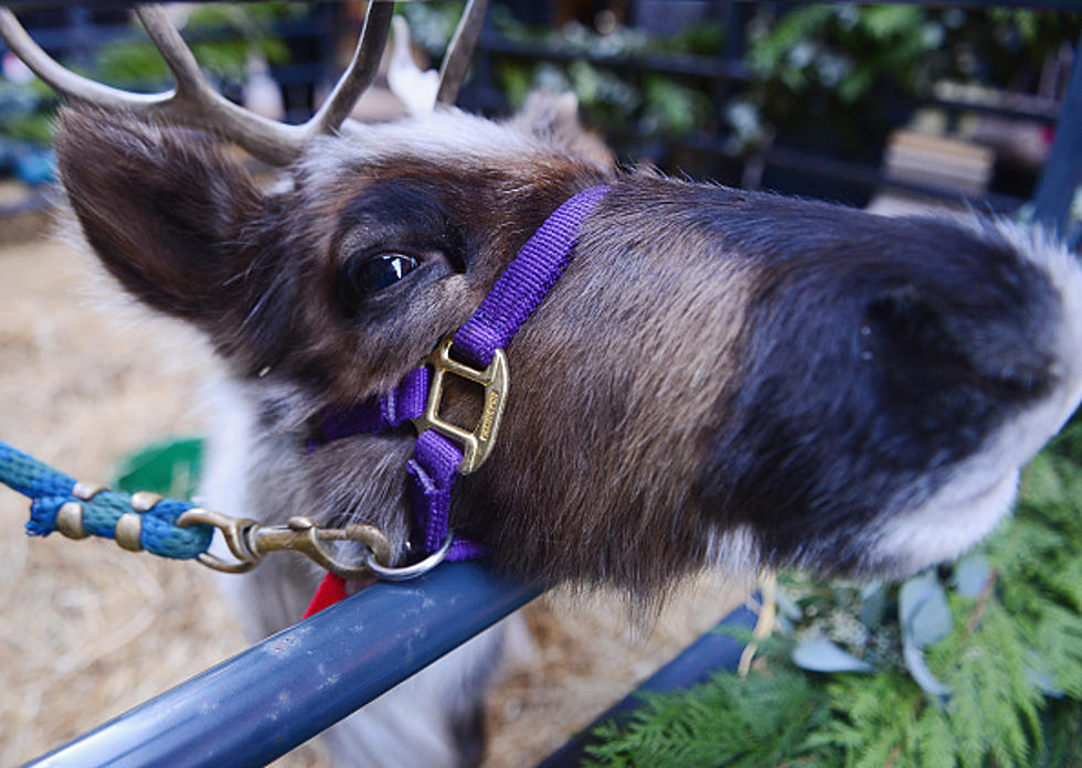 Best Foods to Give Santa’s Reindeer on Christmas Eve
