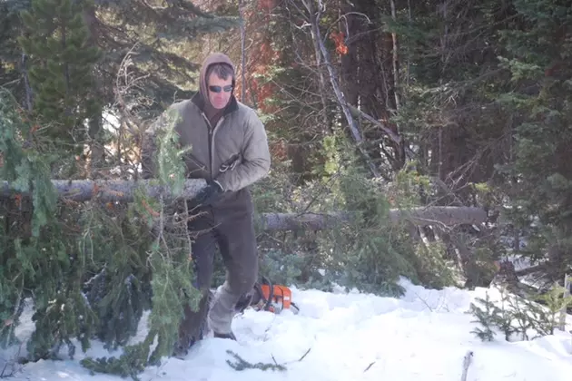 Meet Colorado&#8217;s Own Mr. Christmas Tree [PICTURES]