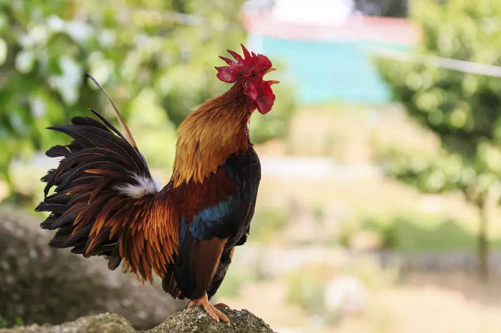 Angry Man Leaves Flock of Chickens Inside Tax Office