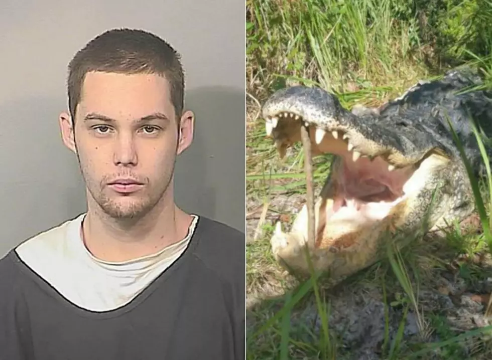 Burglar Eaten by Alligator