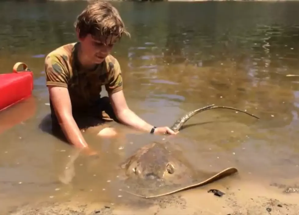 12-Year-Old Boy Helps Stingray Deliver 12 Babies [VIDEO]
