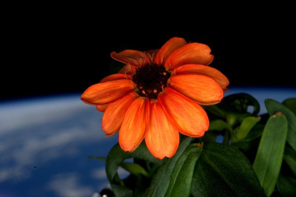 This is the First Flower to Ever Grow in Space