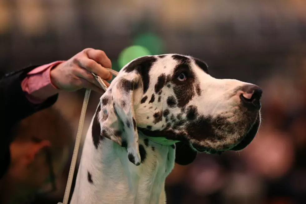 Colorado Children Mauled by Great Danes