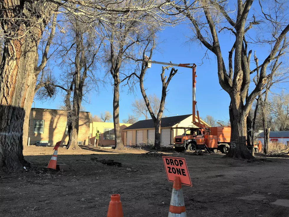 Redevelopment Project in Loveland Calls for Removing 50 Trees