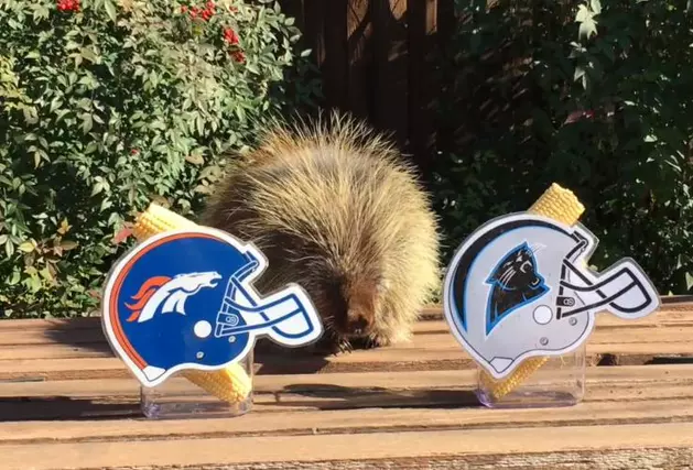 Check Out Teddy Bear the Porcupine Picking the Winner of Sunday&#8217;s Game [VIDEO]