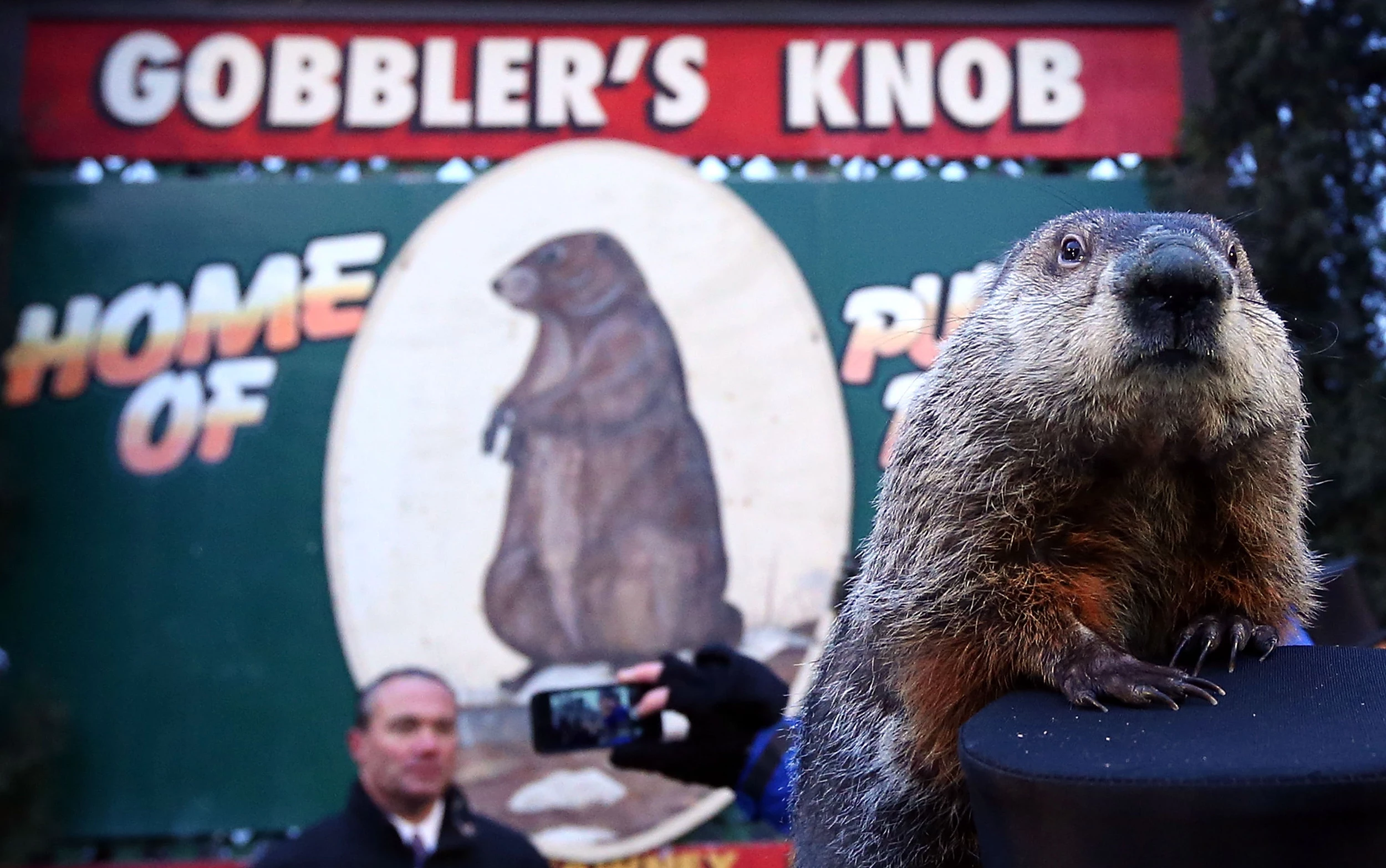 Groundhog Day 2015 Did Punxsutawney Phil See His Shadow