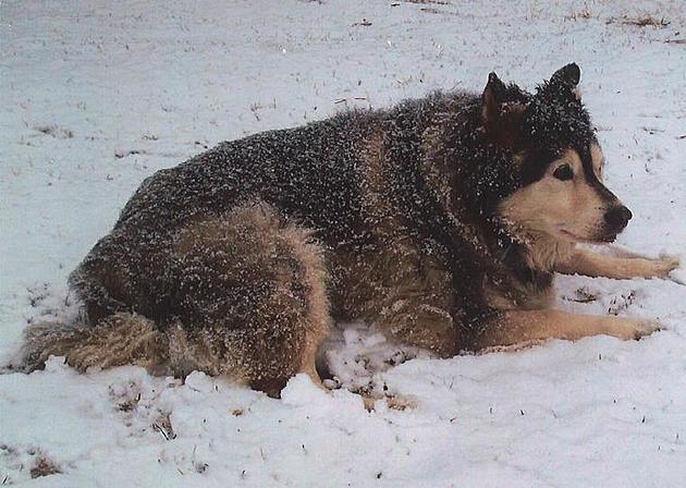 Snow Makes Me Miss My Old Best Friend Sinatra, the Best Dog Ever &#8211; Brian&#8217;s Blog