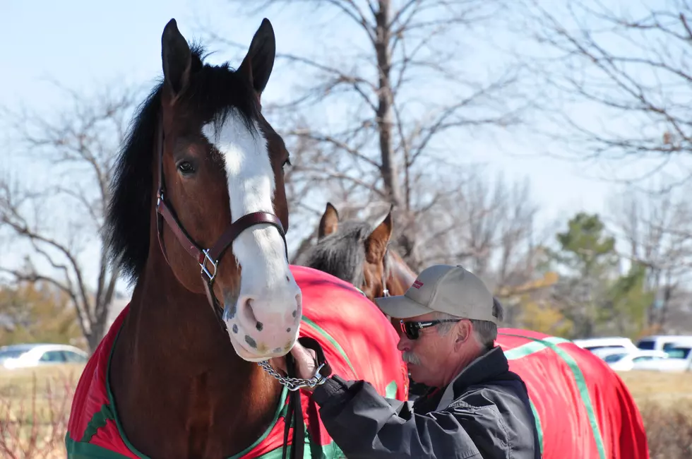 Budweiser Clydesdales Returning to Fort Collins Brewery this Weekend