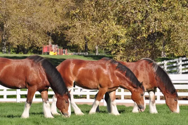 Budweiser Clydesdales Returning Home to Fort Collins