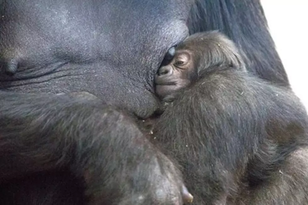 Rare Western Lowland Gorilla Born at Denver Zoo [VIDEO]