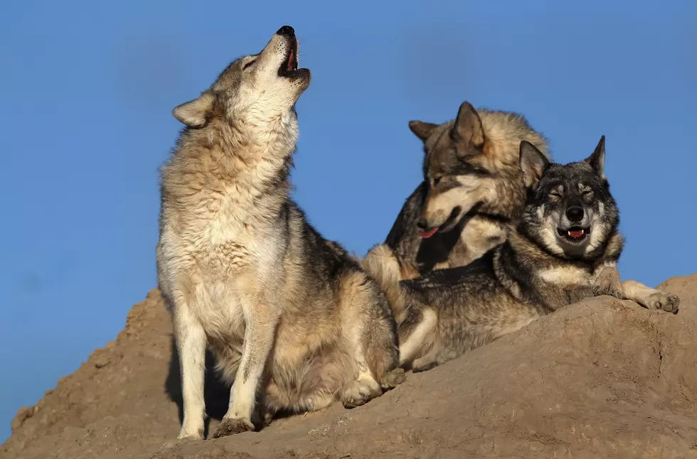 Gray Wolf Located in Northern Colorado Collared