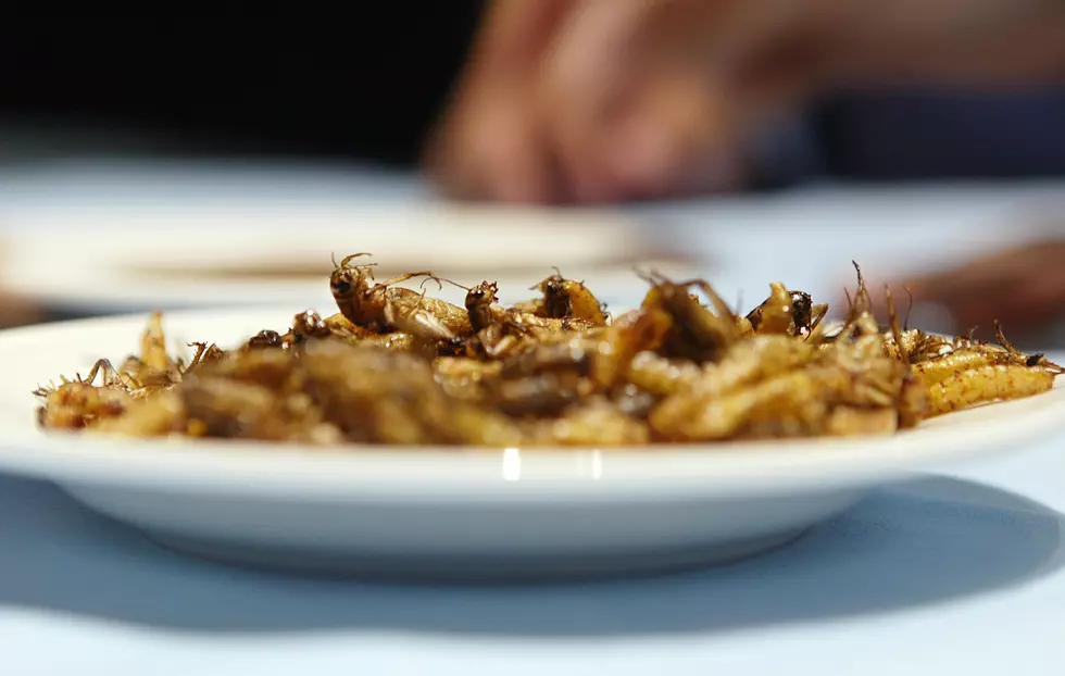 Northern Colorado Class on Bug Eating