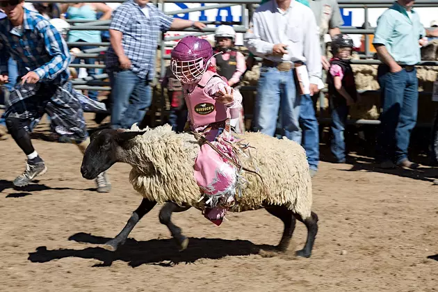 Greeley Stampede Now Accepting Mutton Bustin&#8217; Entries