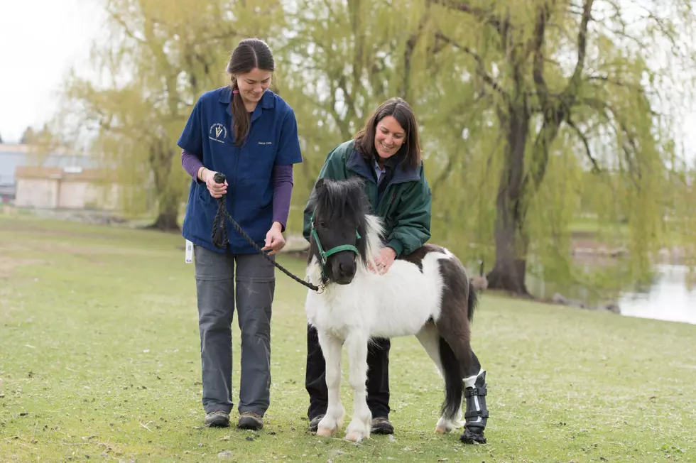 Miniature Horse Gets Prosthetic Hoof at CSU Vet Teaching Hospital [VIDEO]