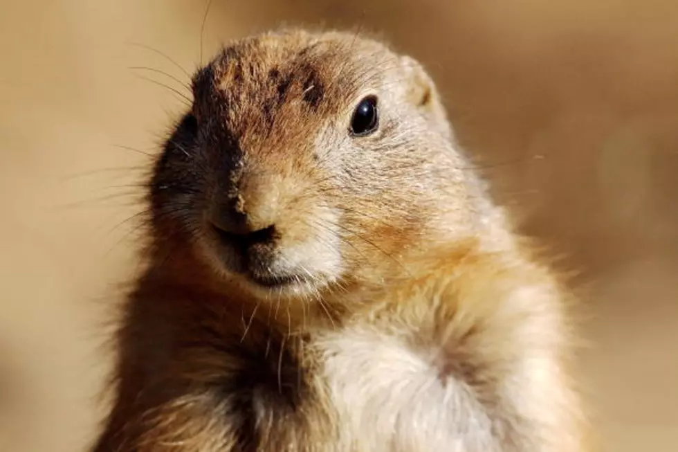 Officials Confirm Plague In Colorado Prairie Dogs