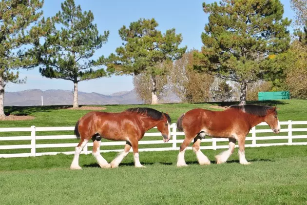 Budweiser Clydesdales Returning to Fort Collins Twice in Two Months