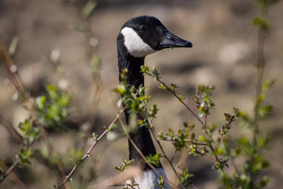 Goose Meat From Denver Parks Arrives at Metro Caring Food Banks