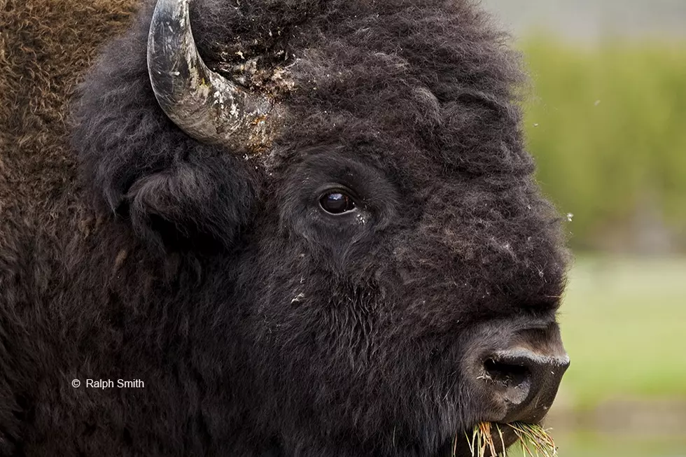 Colorado Teen Girl Gored, Tossed 6 Feet in the Air By Bison at National Park