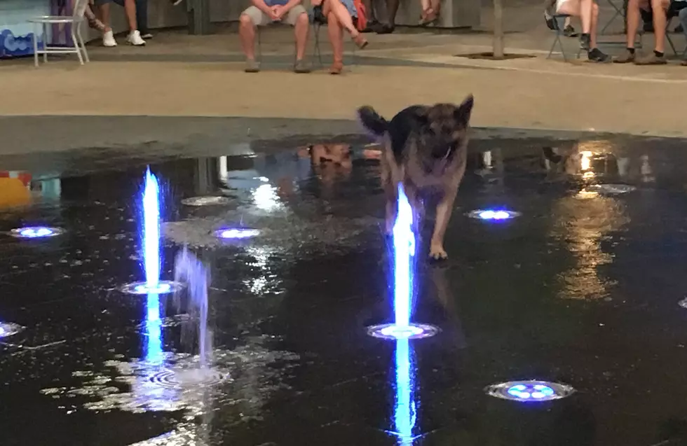 German Shepard Dog Plays in Old Town Square Fountain [VIDEO]