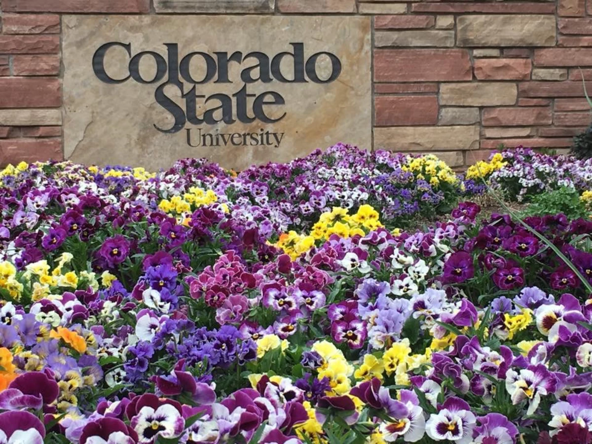 csu-campuses-report-decline-in-overall-student-enrollment