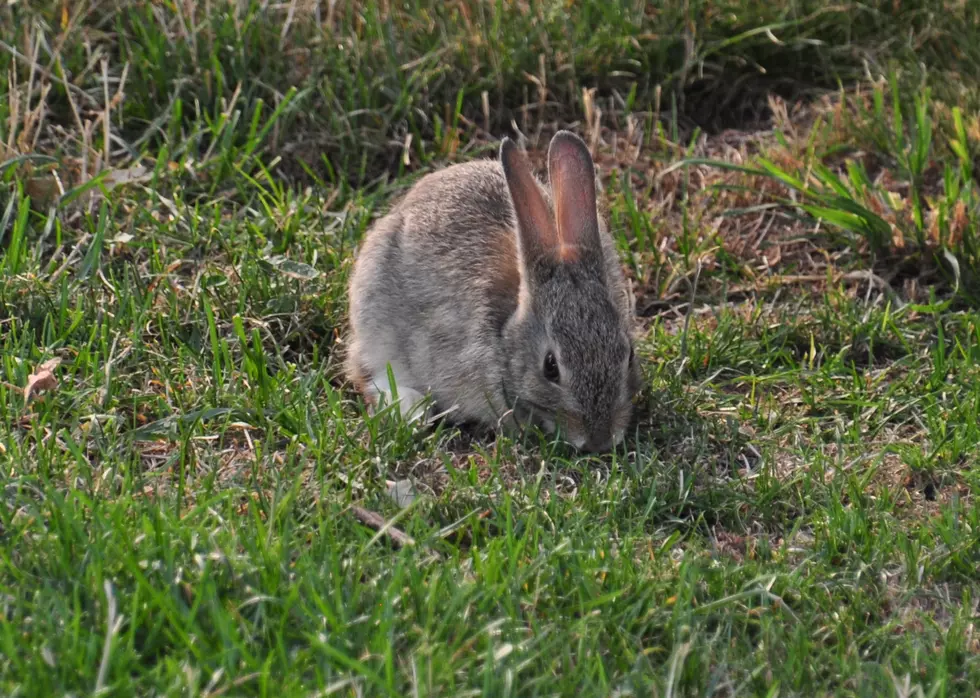 ‘Rabbit Fever’ Disease Found in Fort Collins Area