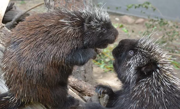 Dancing Porcupine at Cheyenne Mountain in Colorado Springs [VIDEO]