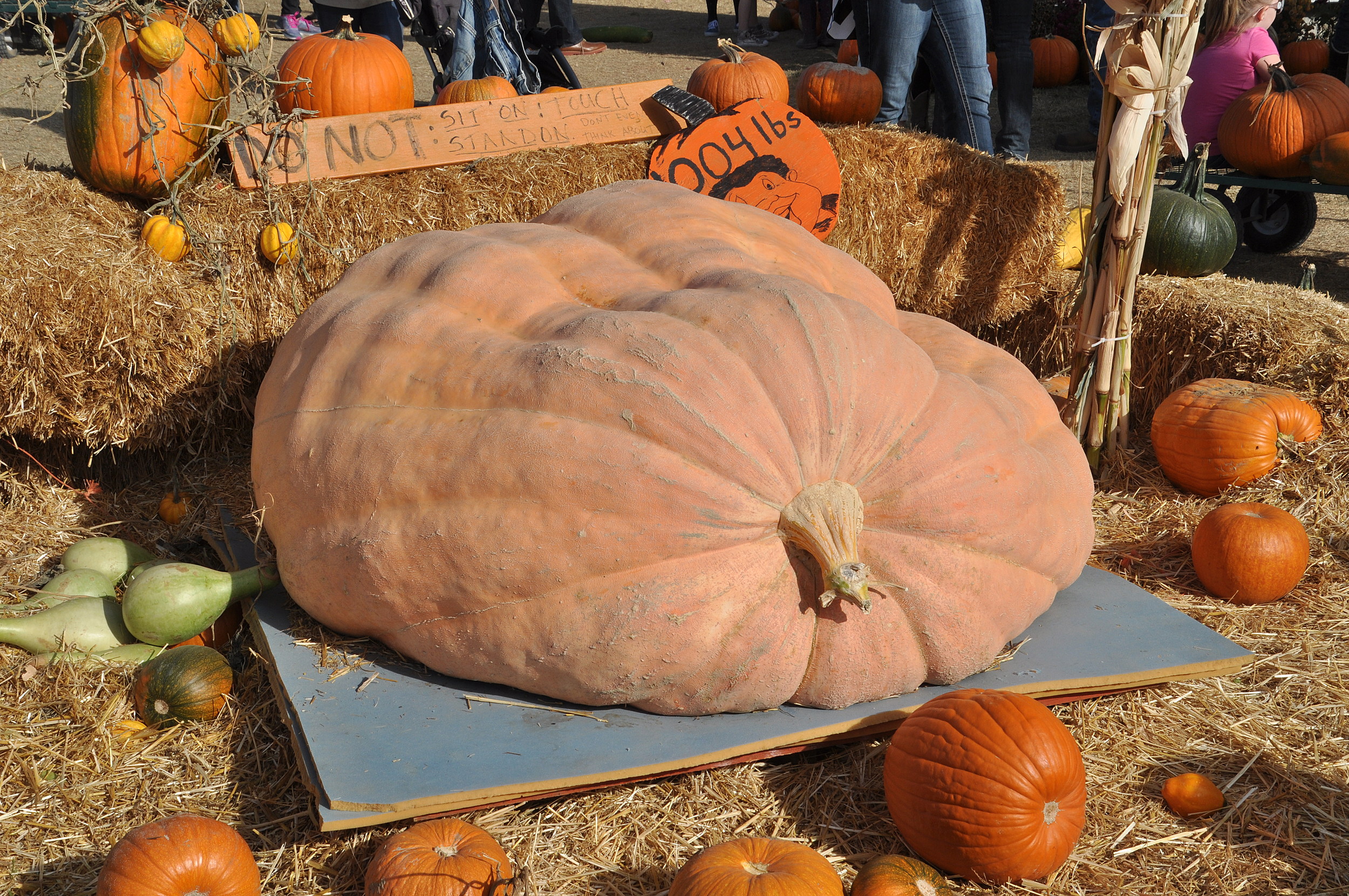 How to Move a 1,000 Pound Pumpkin [PICTURES VIDEO]
