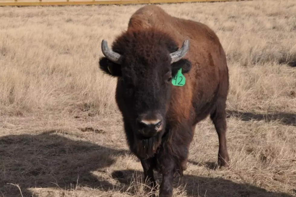 Bison Released on Natural Area North of Fort Collins – One Year Later [PICTURES]