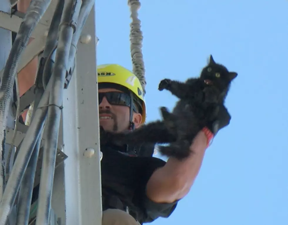 LaSalle Water Tower Cat Rescuers Get National Award