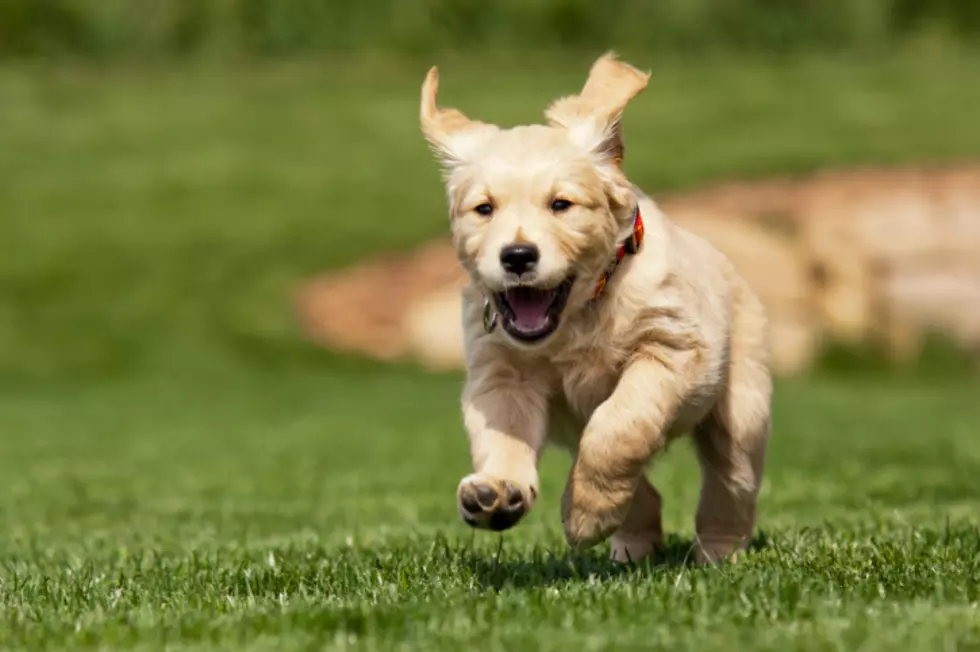 Boulder Humane Society Brings Random Acts of Cuteness [PICTURES]